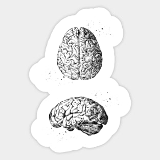 Human Brain Sticker